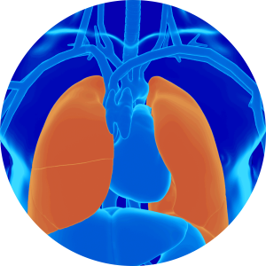 Lungs highlighted in blue person graphic