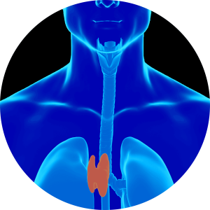 Thymus highlighted in blue person graphic