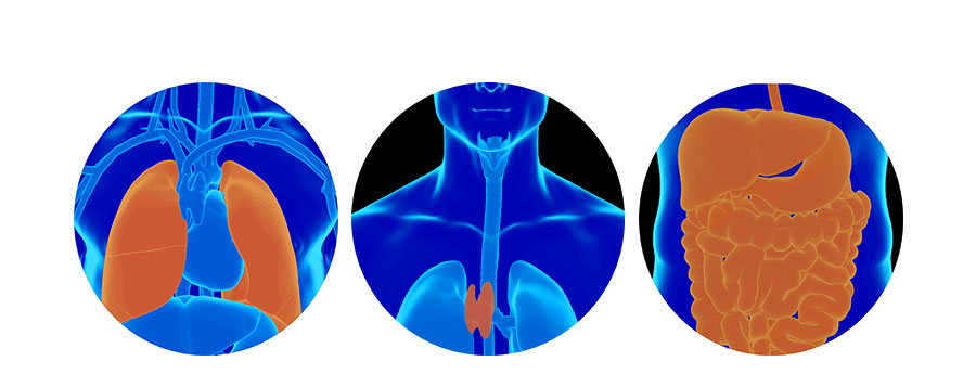 Lungs, thymus and bowel highlighted in 3 circular blue human graphics